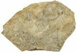 Four Fossil Crinoids (Eretmocrinus & Dichocrinus) - Gilmore City, Iowa #232268-1